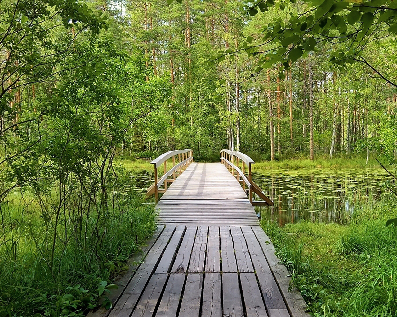 лес, мостик, forest, wooden, bridge, garden, path, rays, green, nature, landscapes, trees, forest, trail, woods, leaves, fence, sunrise, sun, summer, wide