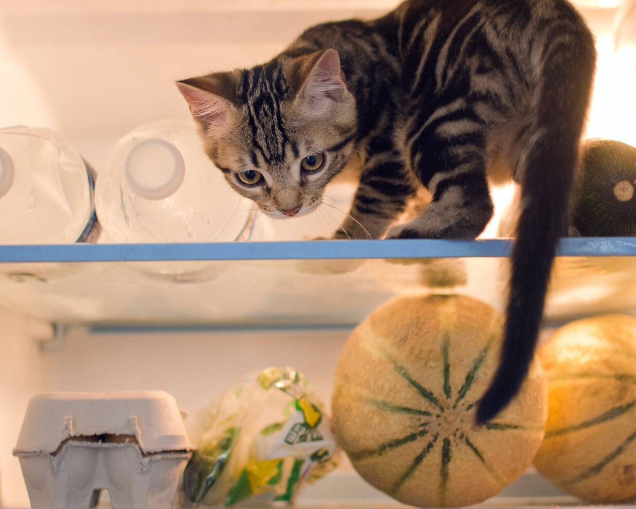 кошка, холодильник, котёнок, продукты, проказник