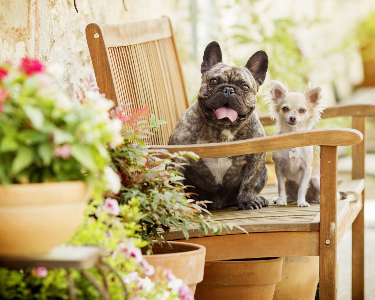 собаки, цветы, скамейка, боке, две собаки