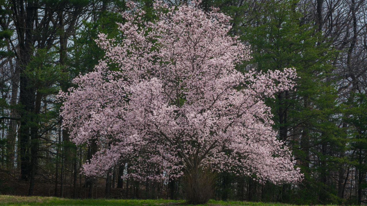 весна, дерево