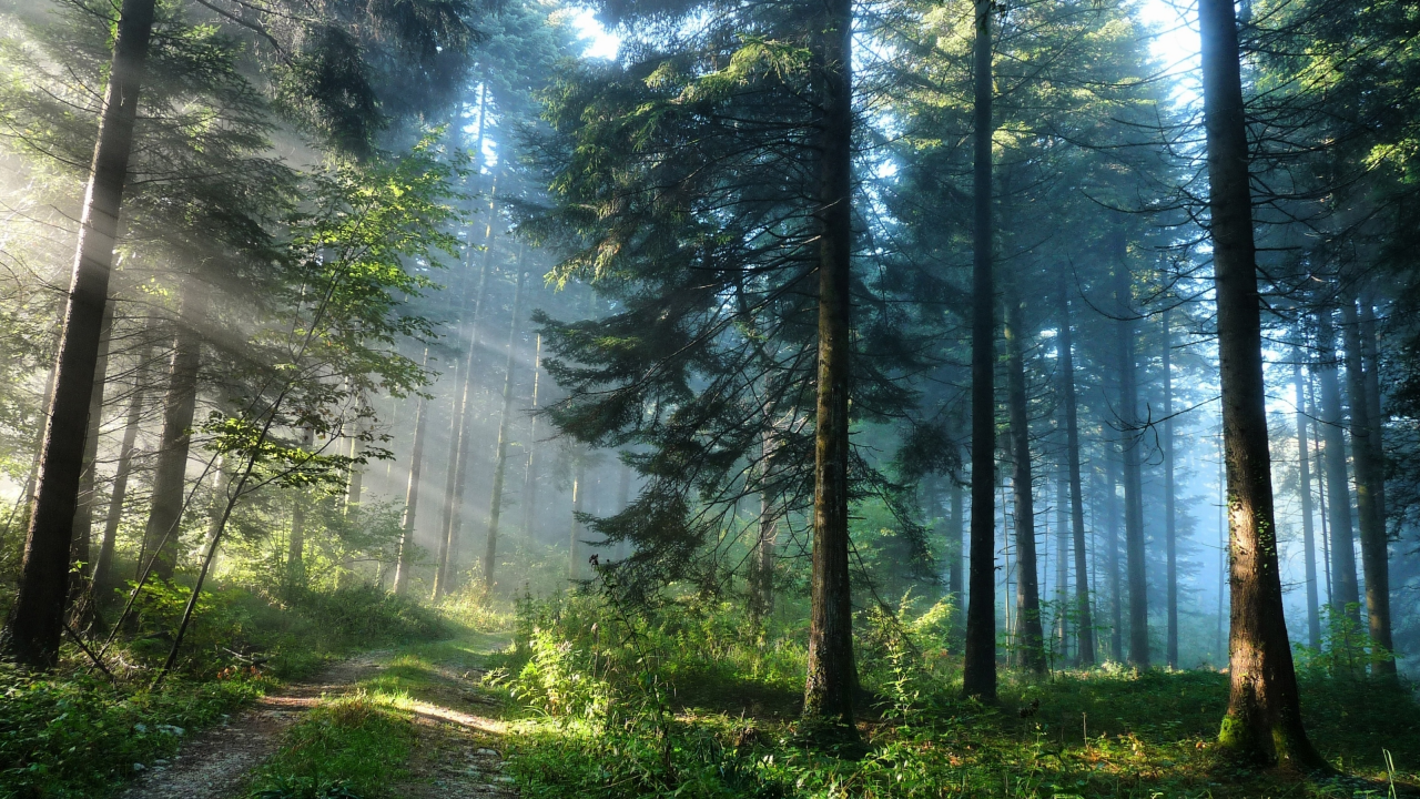 лес, природа, деревья, кусты, свет, лучи, дорога