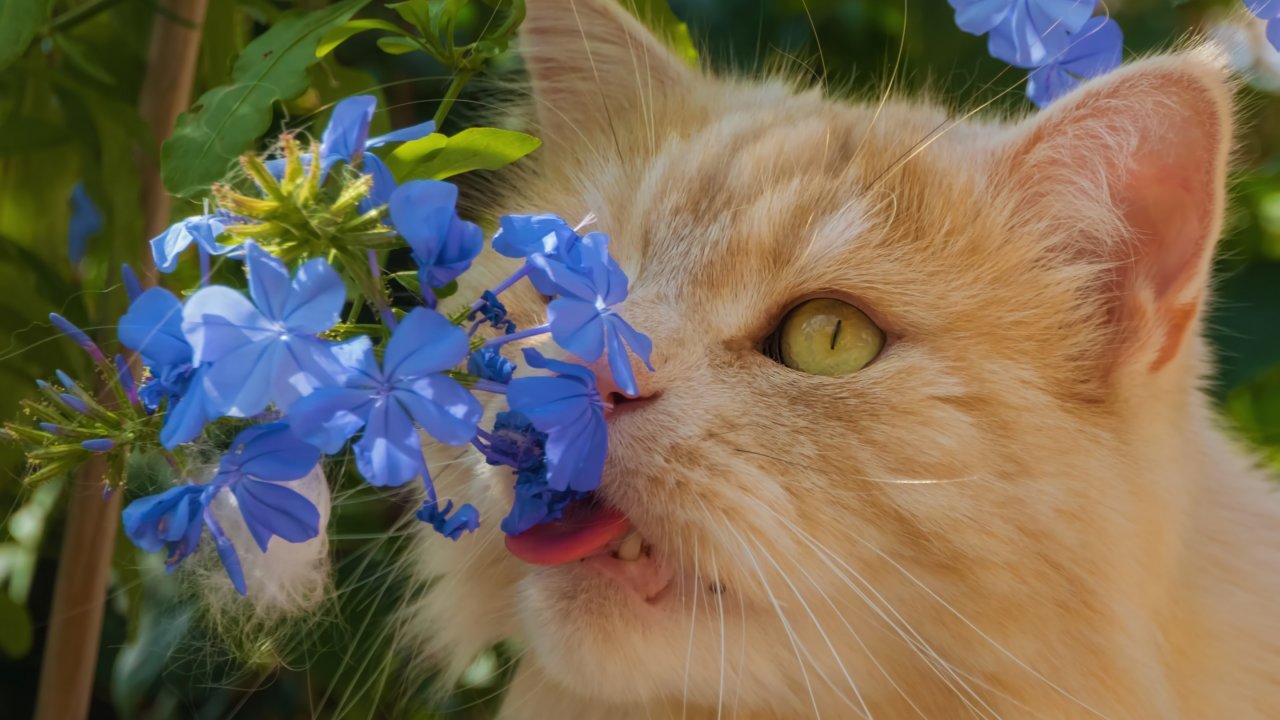 цветы, рыжий кот, котейка