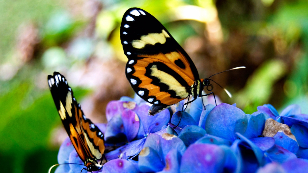 красивые, на цветах, сидят, бабочки