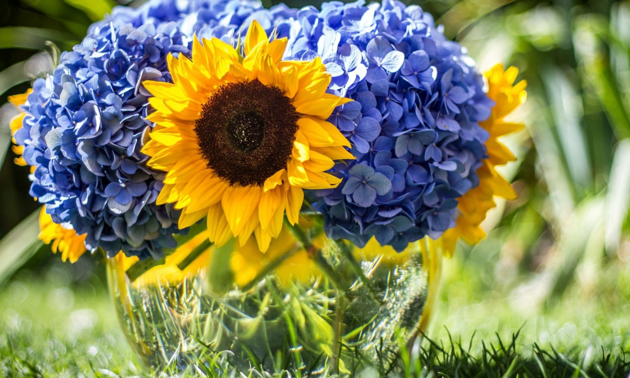 голубые, подсолнух, цветок, цветы, лето, природа, букет