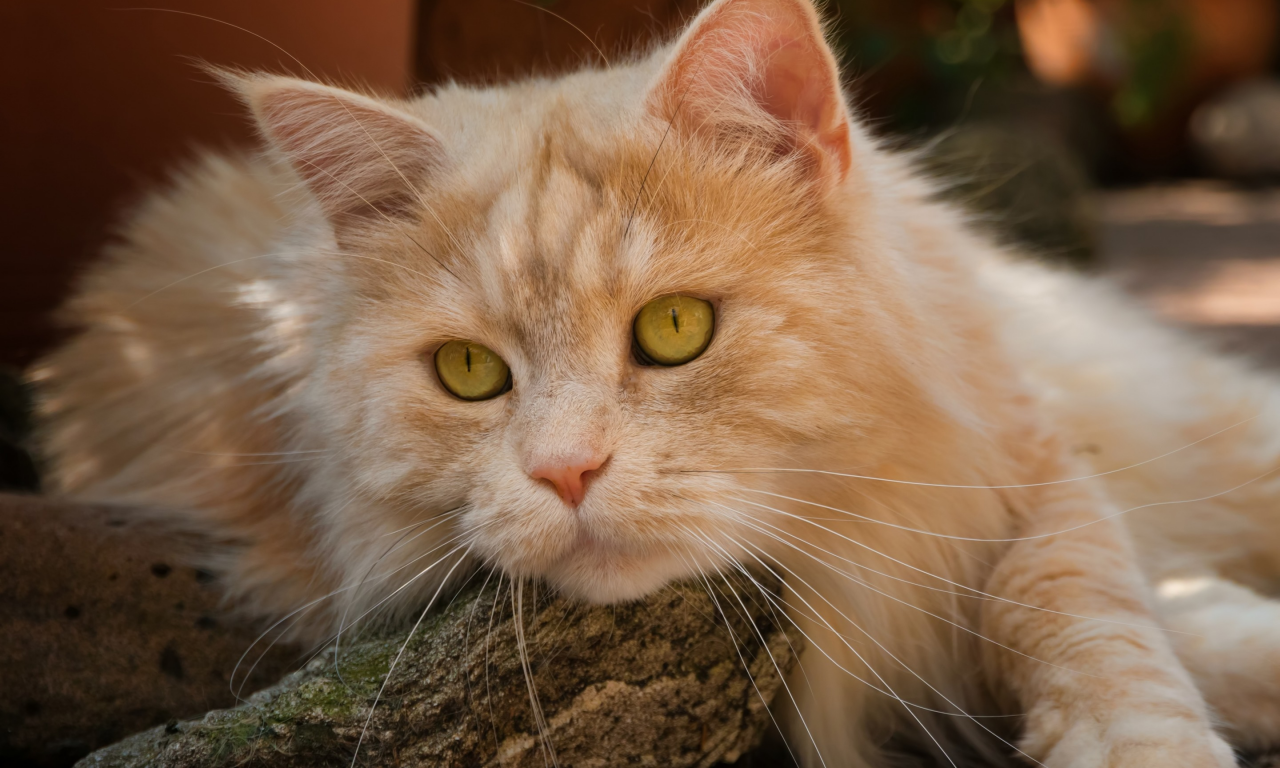 кот, взгляд, мордочка, рыжий кот