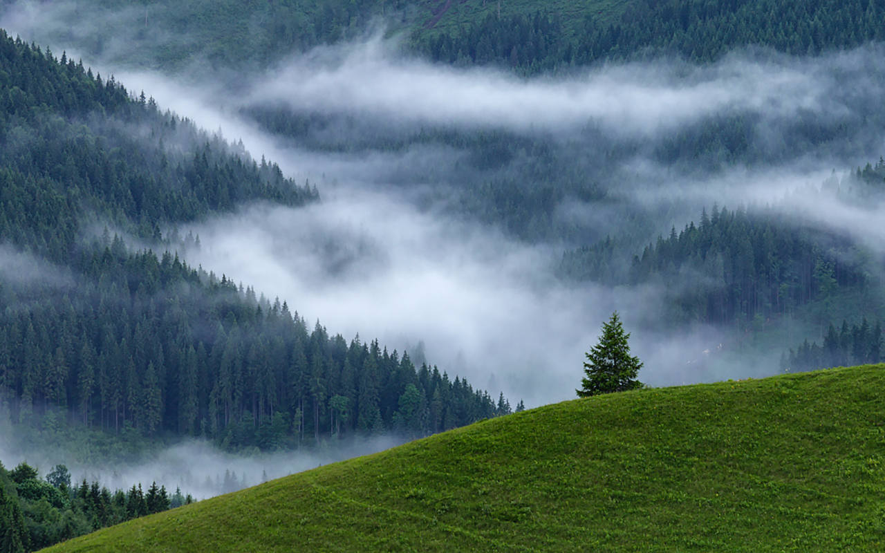 лес, гора, туман, fog, forest, mount, path, rays, green, nature, landscapes, trees, forest, trail, woods, leaves, fence, sunrise, see, dark, summer, alexey argentum, wide