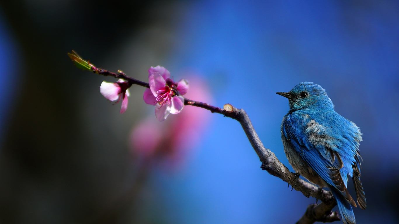 цветок, ветка, колибри, hummingbird