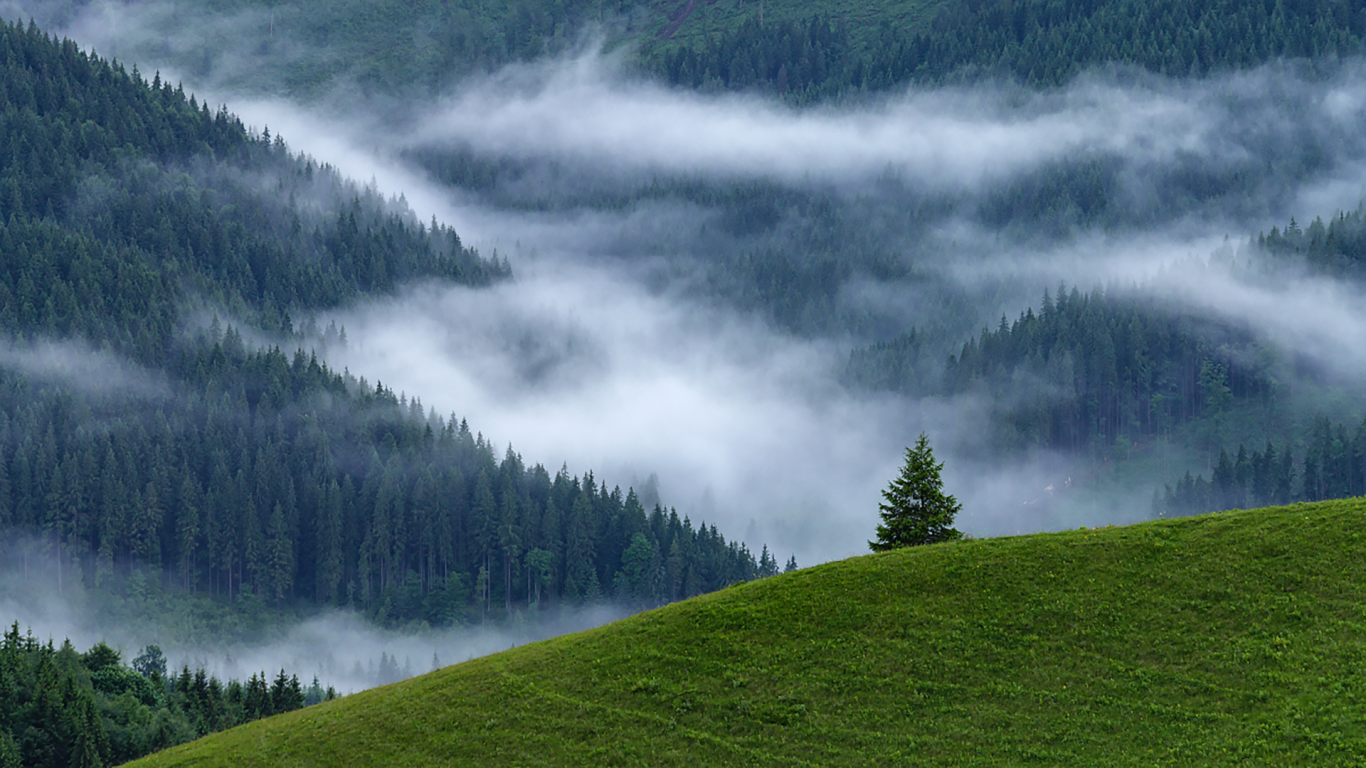 лес, гора, туман, fog, forest, mount, path, rays, green, nature, landscapes, trees, forest, trail, woods, leaves, fence, sunrise, see, dark, summer, alexey argentum, wide