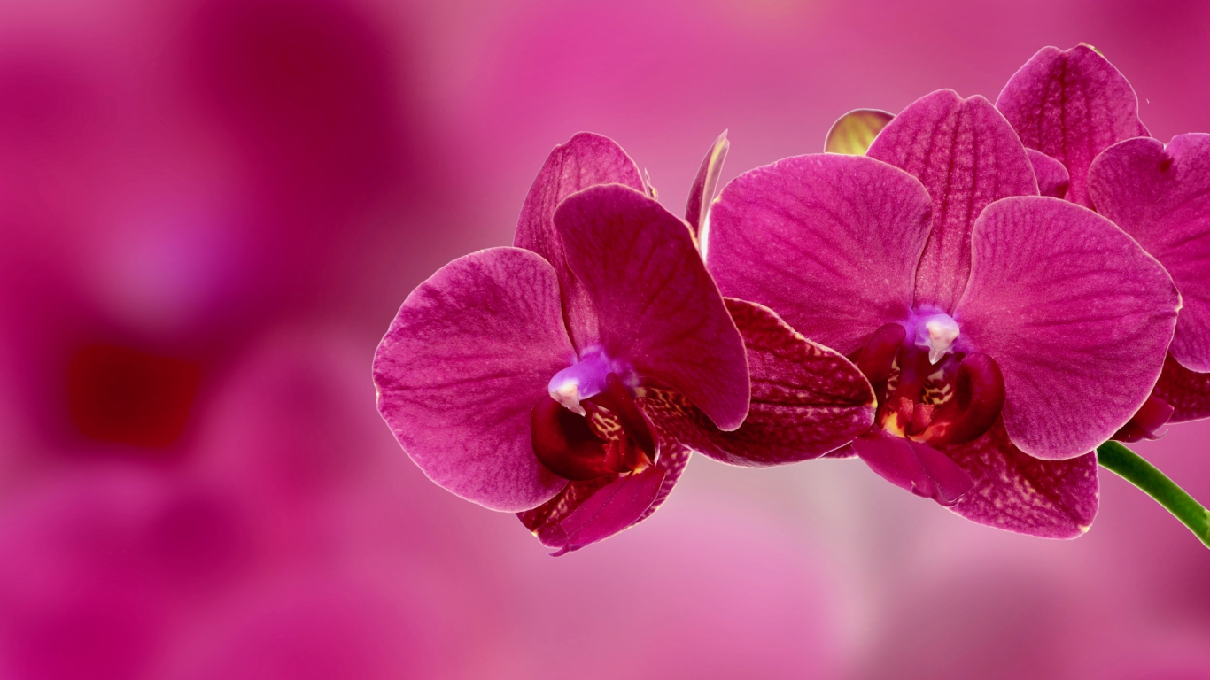 орхидея, цветок, лепестки, розовый