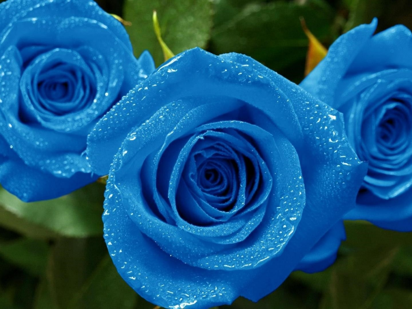 синие, розы