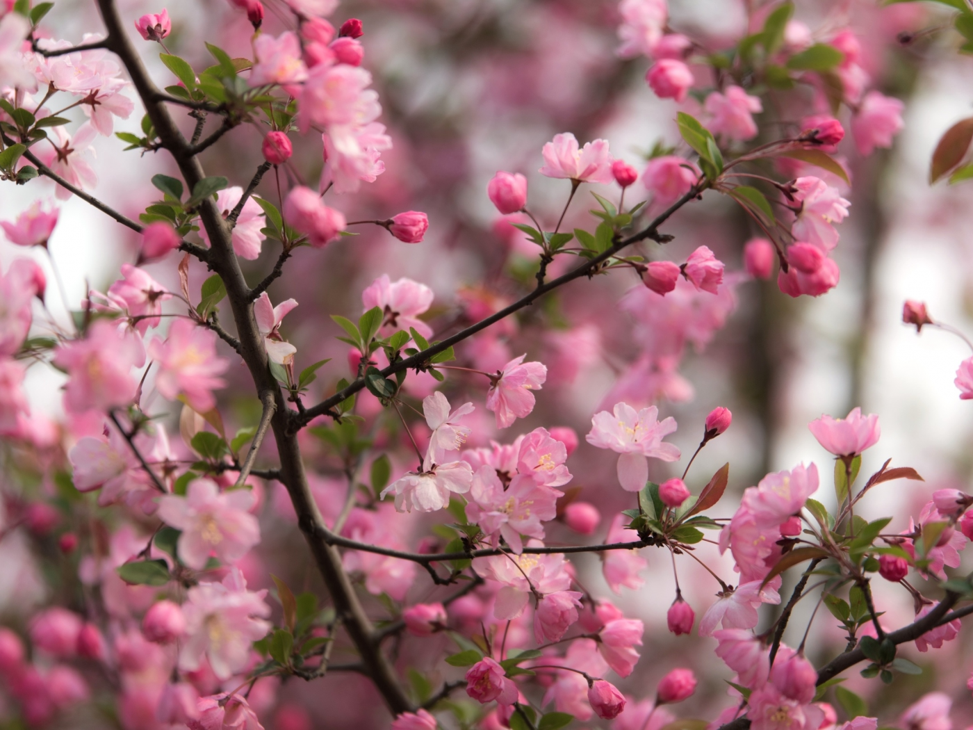 ветки, дерево, розовый, весна, цветение