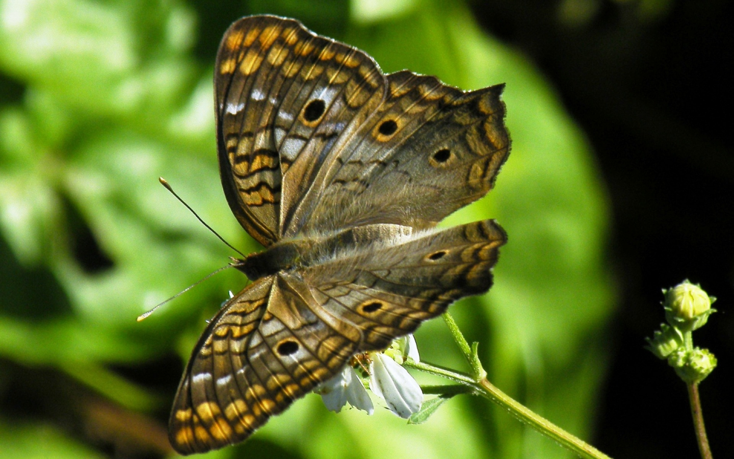 природа, бабочка, крылья, мотылек