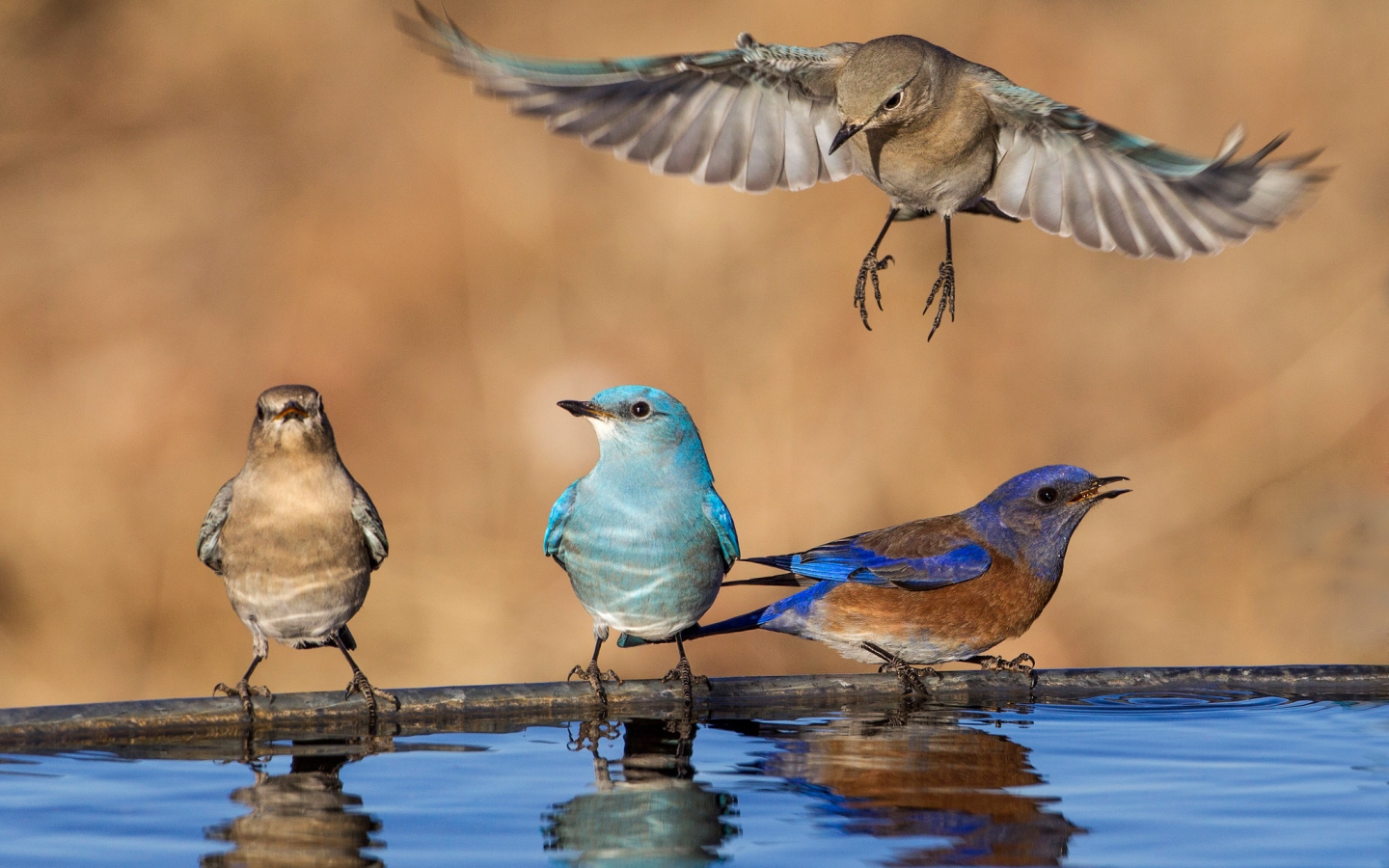 вода, птицы, крылья, западная сиалия, голубая сиалия