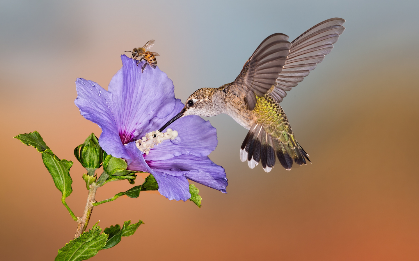 цветок, колибри