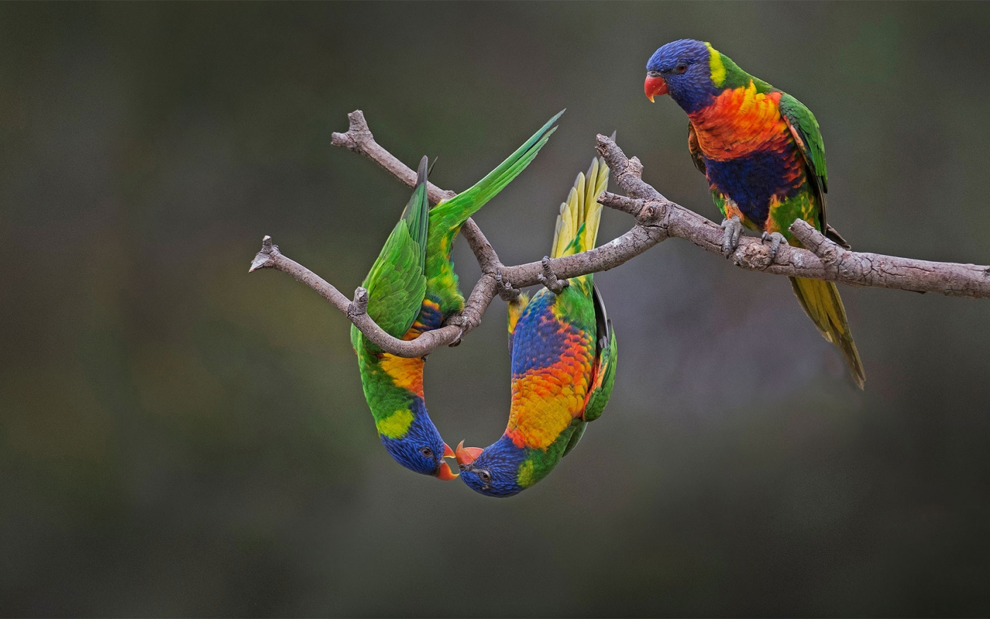 птица, австралия, попугай, многоцветный лорикет