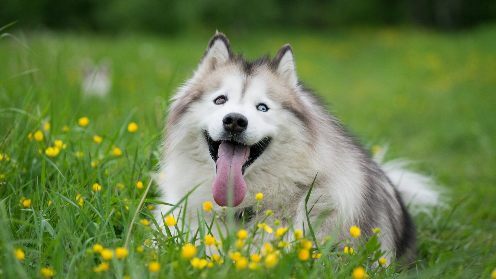 язык, собака, трава, хаски, цветы
