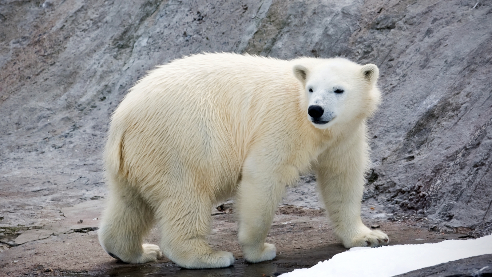 хищник, белый медведь, полярный