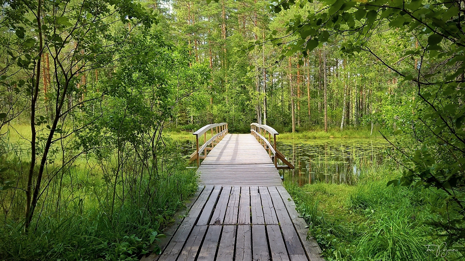 лес, мостик, forest, wooden, bridge, garden, path, rays, green, nature, landscapes, trees, forest, trail, woods, leaves, fence, sunrise, sun, summer, wide