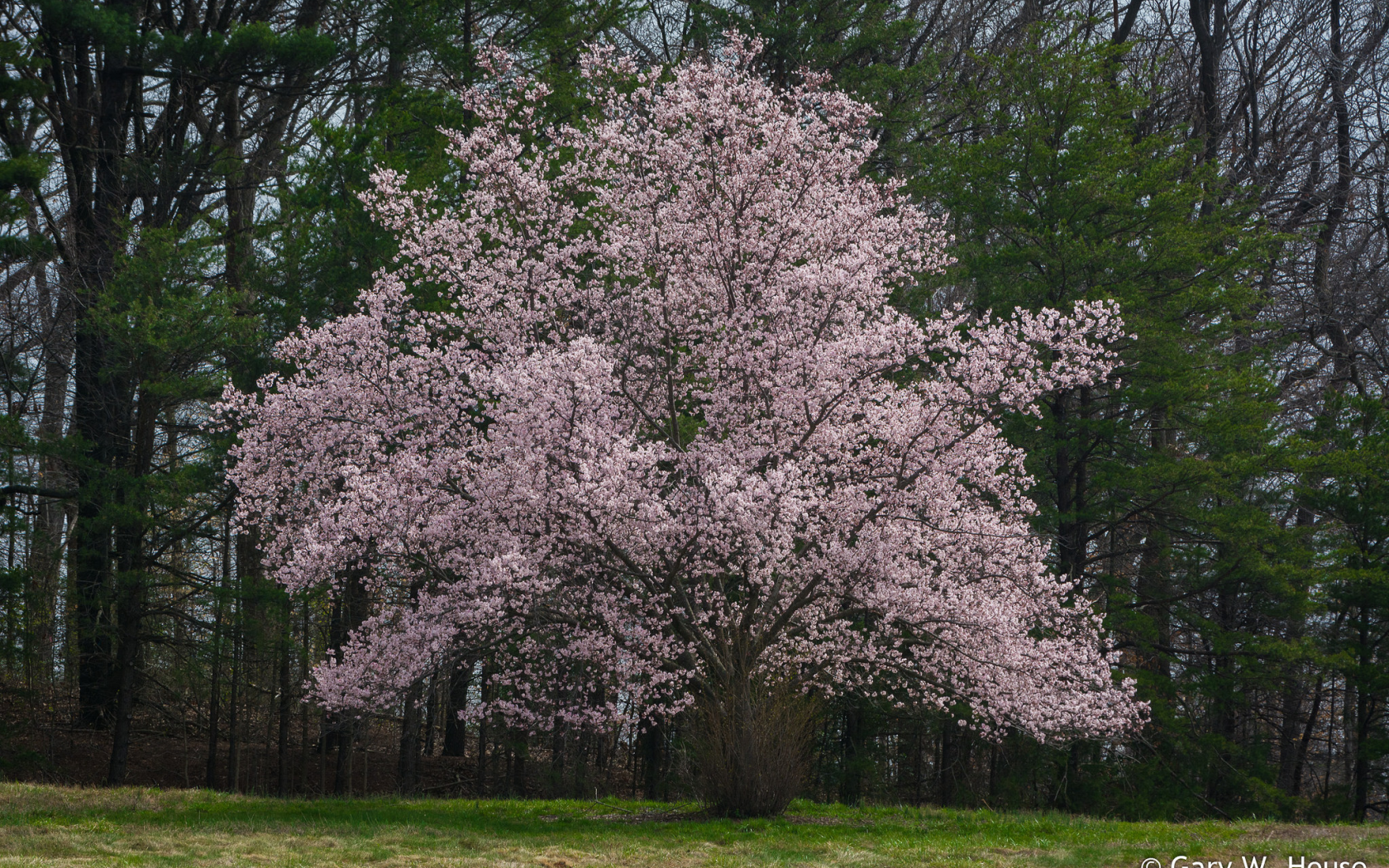 весна, дерево