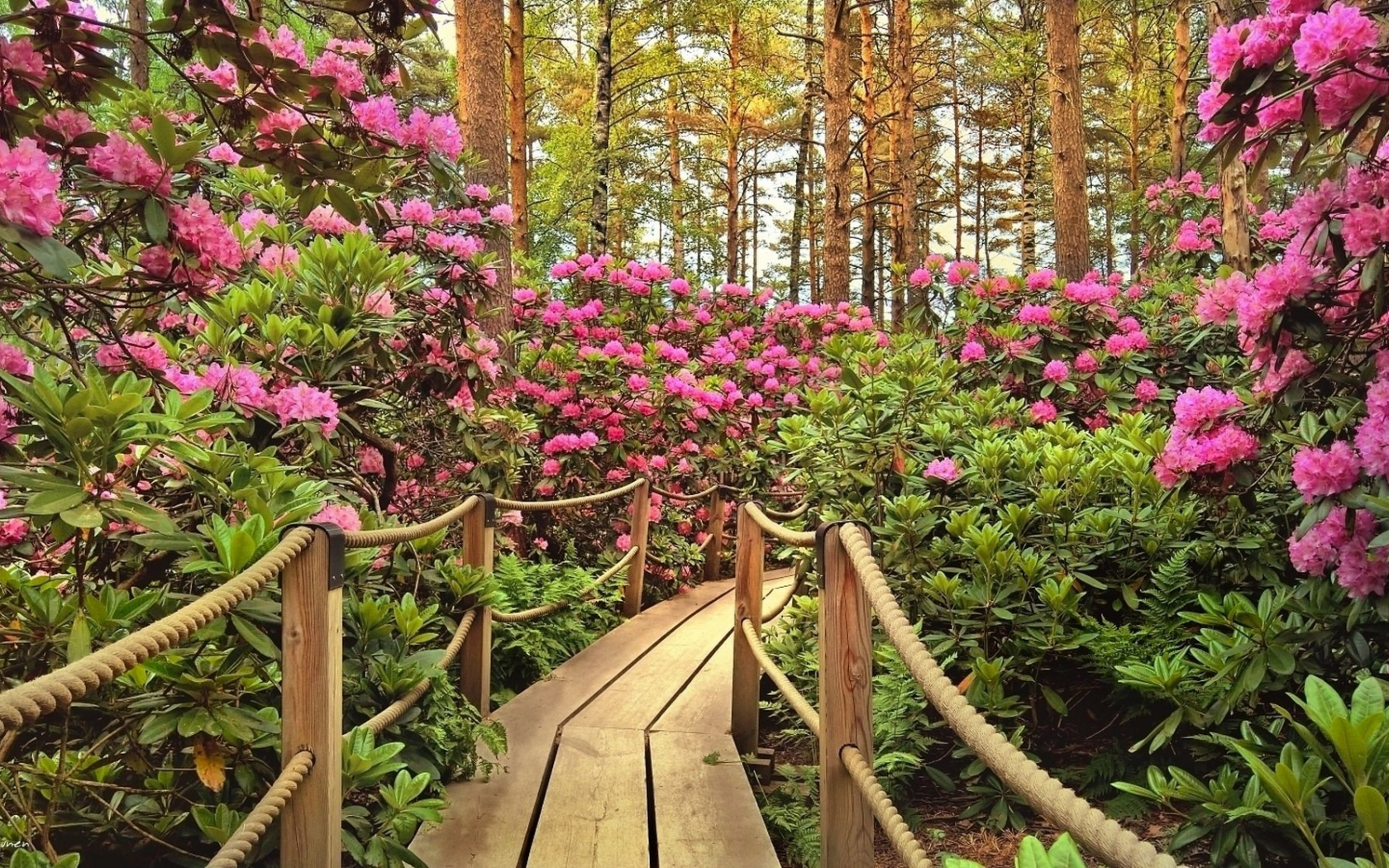 тропинка, мост, лес, цветы, flowers, forest, rays, wolfs, green, nature, landscapes, trees, forest, woods, leaves, fence, sunrise, sun, summer, wide