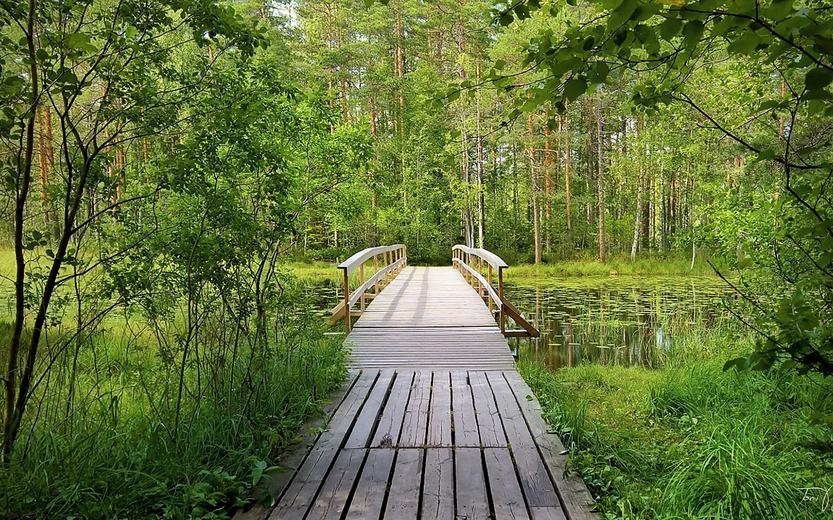 лес, мостик, forest, wooden, bridge, garden, path, rays, green, nature, landscapes, trees, forest, trail, woods, leaves, fence, sunrise, sun, summer, wide