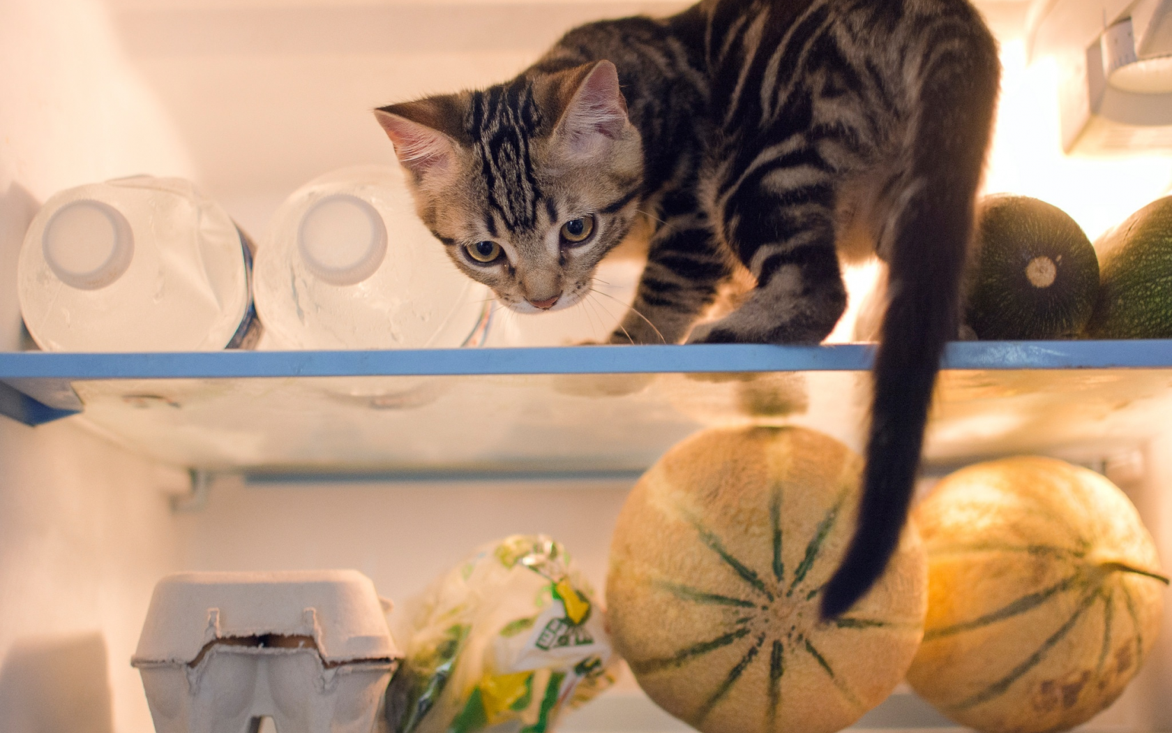 кошка, холодильник, котёнок, продукты, проказник