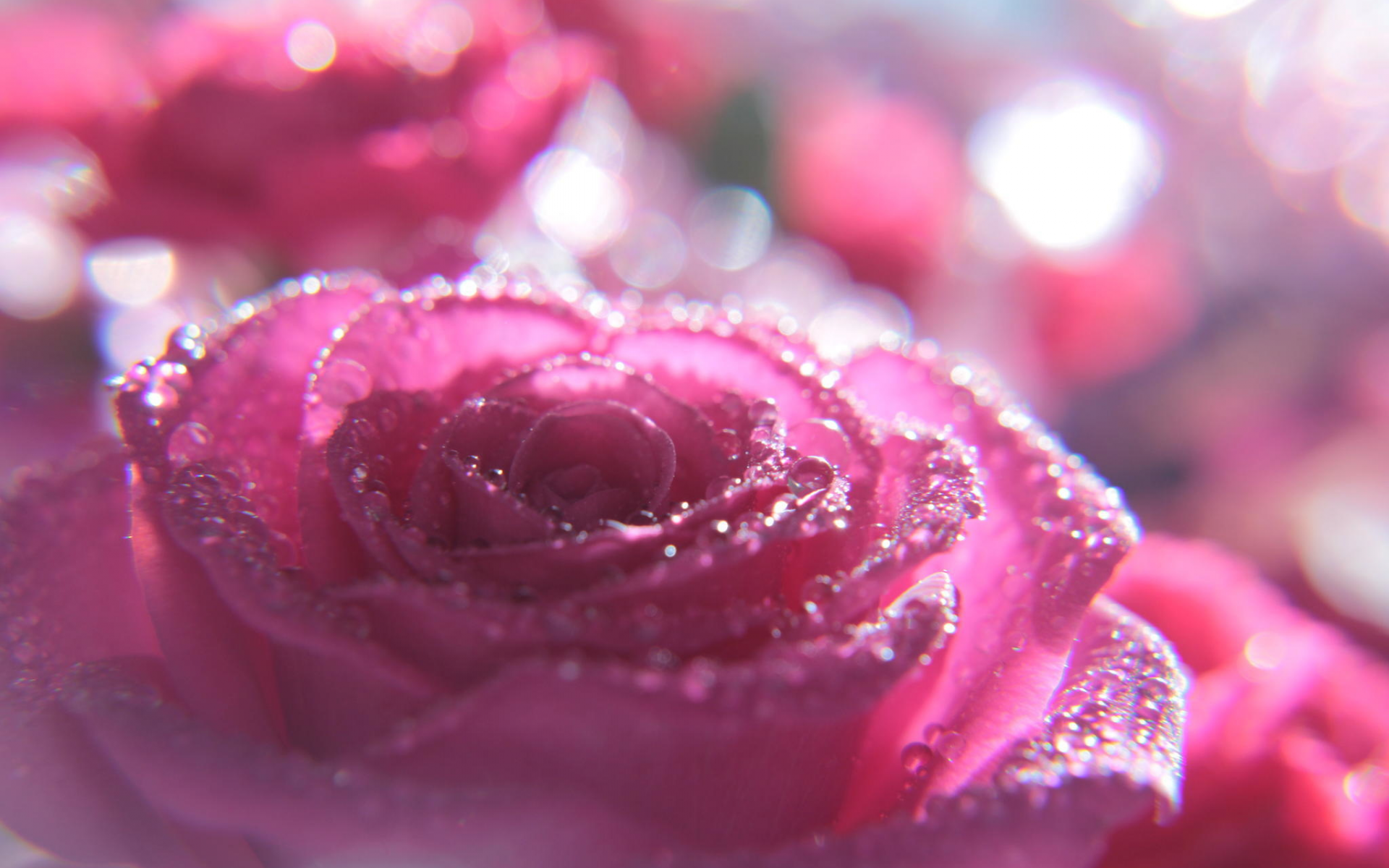 цветок, капли, макро, розовый, роза
