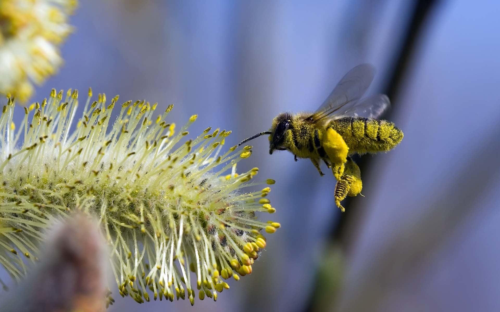 цветок, полет, пчела