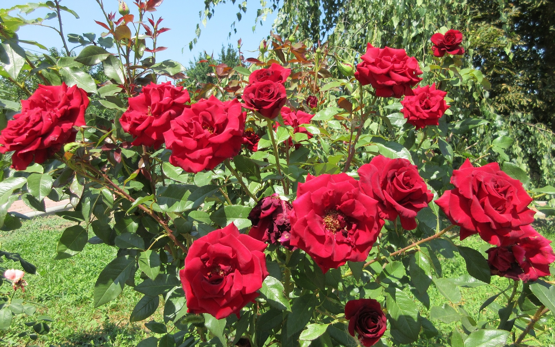 розы, красные