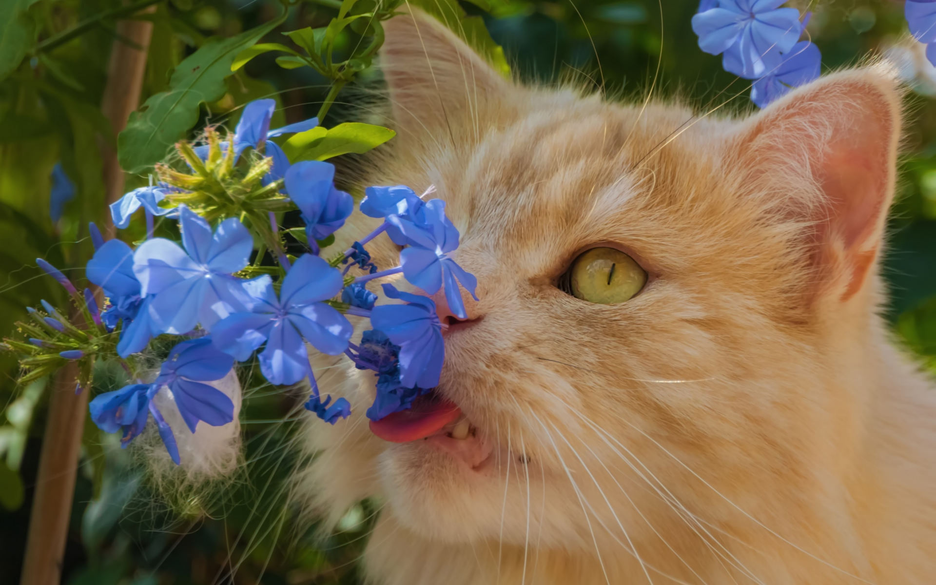 цветы, рыжий кот, котейка