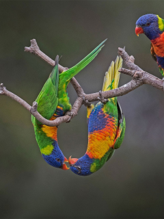 птица, австралия, попугай, многоцветный лорикет