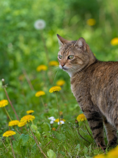 кошка, кот, цветы, весна, одуванчики