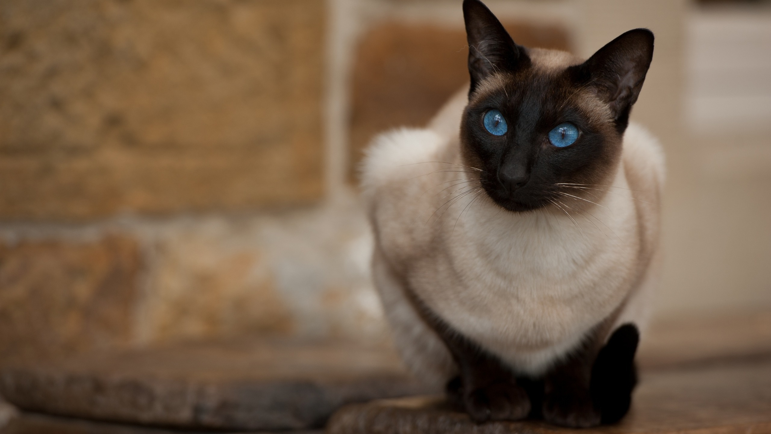 кошка, взгляд, голубые глаза