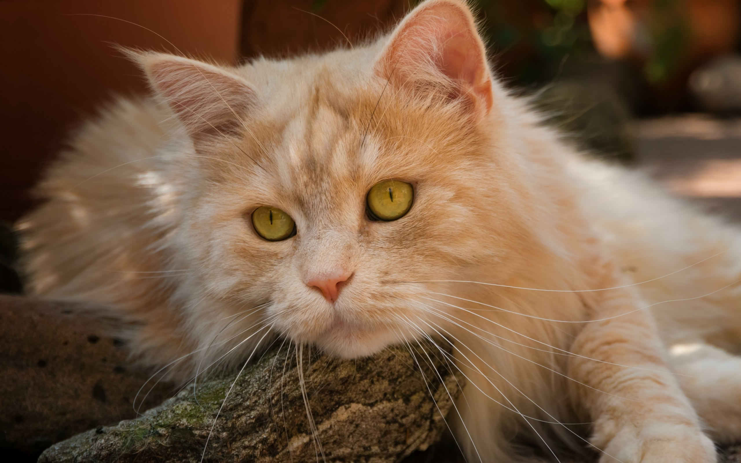 кот, взгляд, мордочка, рыжий кот