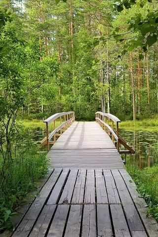 лес, мостик, forest, wooden, bridge, garden, path, rays, green, nature, landscapes, trees, forest, trail, woods, leaves, fence, sunrise, sun, summer, wide