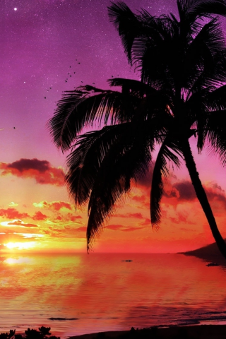 пальма, дерево, вечер, небо, планета, звезды, море, закат
