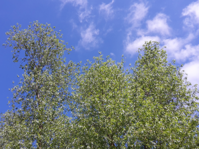 небо, деревья, лето