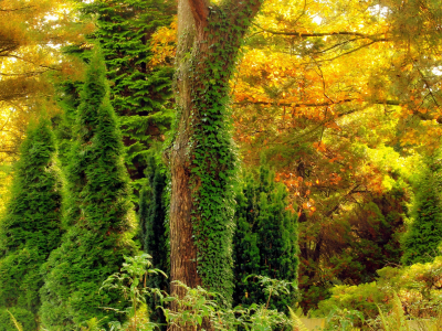 цвет, лес, деревья, заросли, осень, плющ, листья
