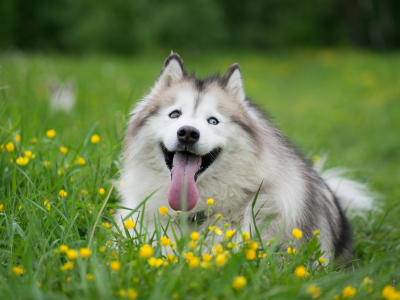 язык, собака, трава, хаски, цветы