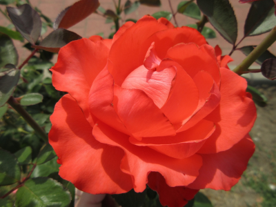 роза, оранжевая