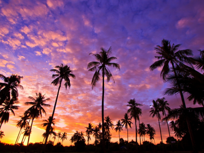 небо, закат, пальмы
