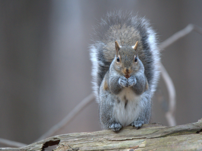 белка, грызун, squirrel