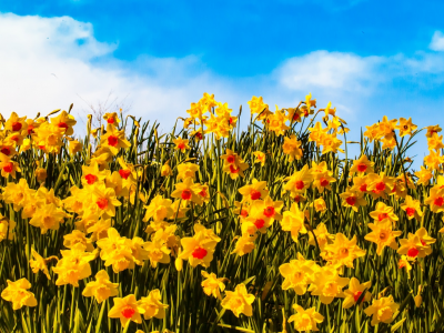 sky, field, yellow, flowers, clouds, petals, sunny