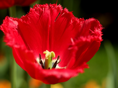 весна, пестик, тычинка, красный тюльпан, бахромчатый тюльпан