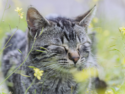 кошка, трава, кот, цветы, серый, в полоску