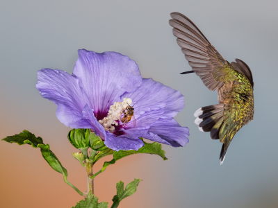колибри, цветок