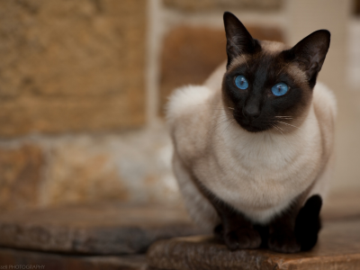 кошка, взгляд, голубые глаза