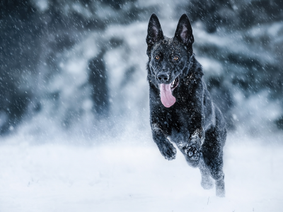 зима, язык, снег, настроение, собака, бег, емецкая овчарка
