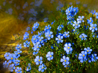природа, лён, голубые цветочки