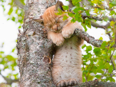 дерево, сон, малыш, детёныш, котёнок, рысь, на дереве, спящий, рысёнок, спящий рысёнок